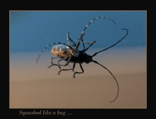 Blog squashed like a bug 3 resized